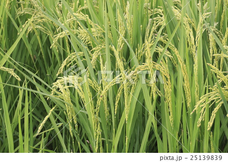イネの花 25139839