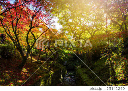 Fall colors at Tofukuji Temple, Kyoto Fall colors at Tofukuji Temple, Kyoto 25141240