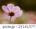 cosmos flower vintage style 25141377