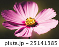 cosmos flower vintage style 25141385