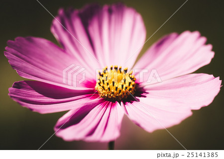 cosmos flower vintage style cosmos flower vintage style 25141385