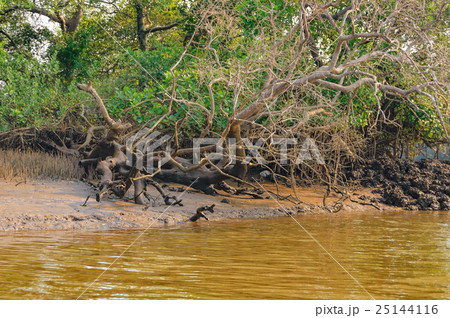 Salim Ali Bird Sanctuary, Goa, India 25144116