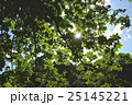 かすかな太陽 25145221