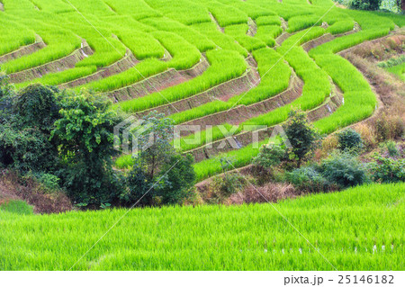 Green Terraced Rice Field in Pa Pong Pieng 25146182