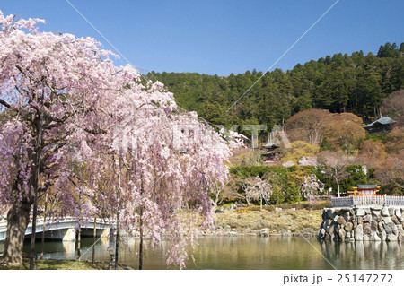 勝尾寺 桜風景の写真素材