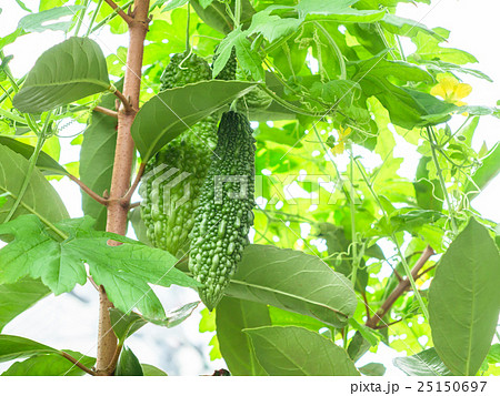 ゴーヤ ゴーヤ 25150697