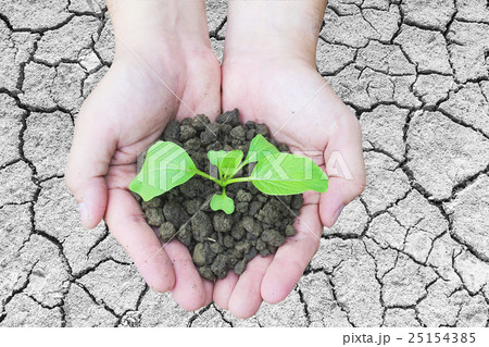 Top view of hands holding a small green plant 25154385