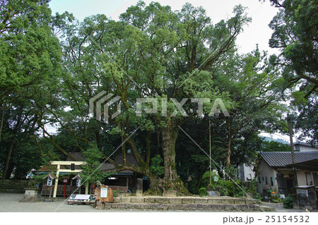 熊本　青井阿蘇神社御神木 25154532