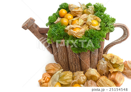 Cape Gooseberry (Physalis peruviana) in wooden pot 25154548