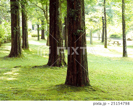 夏のメタセコイア 25154798