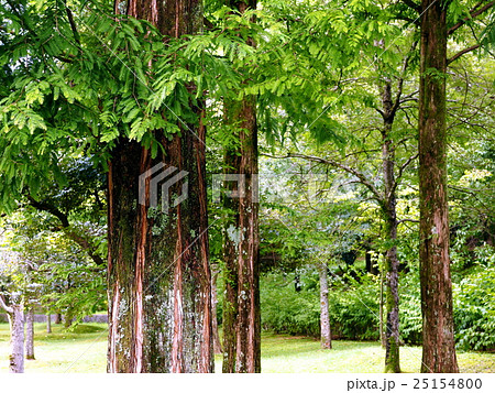 夏のメタセコイア 25154800