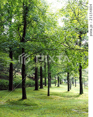 夏のメタセコイア 25154804