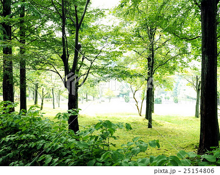 夏のメタセコイア 夏のメタセコイア 25154806