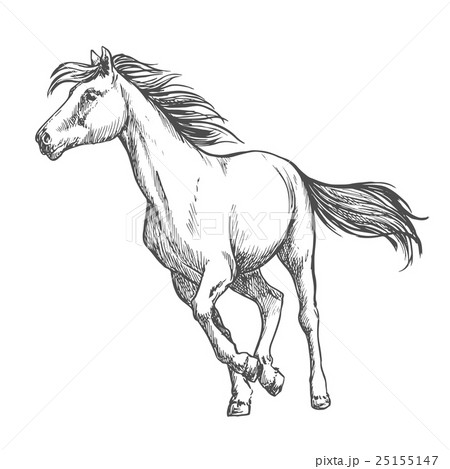 White horse freely running sketch portrait 25155147