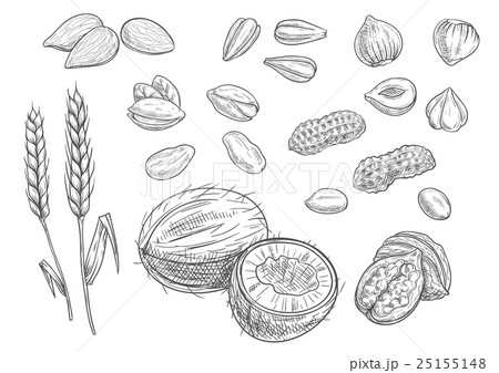 Nuts, grain pencil sketch icons 25155148