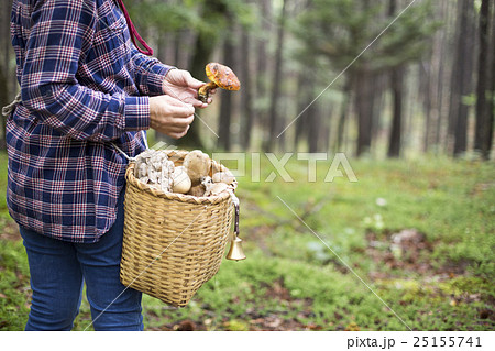 キノコ狩り キノコ狩り 25155741