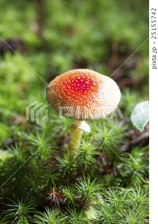 ヒメベニテングタケ ヒメベニテングタケ 25155742