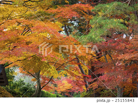 世界遺産 平泉 中尊寺の紅葉 世界遺産 平泉 中尊寺の紅葉 25155843