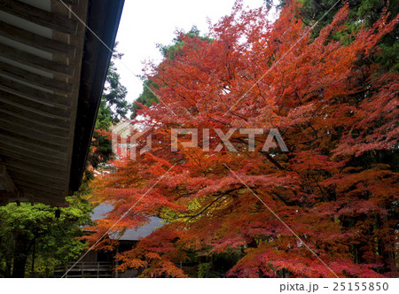 世界遺産 平泉 中尊寺の紅葉 世界遺産 平泉 中尊寺の紅葉 25155850