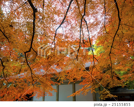 世界遺産　平泉　中尊寺の紅葉 25155855