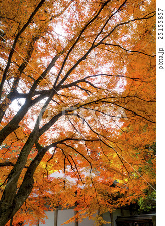 世界遺産 平泉 中尊寺の紅葉 世界遺産 平泉 中尊寺の紅葉 25155857