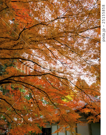 世界遺産　平泉　中尊寺の紅葉 25155858