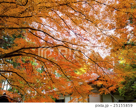 世界遺産　平泉　中尊寺の紅葉 25155859