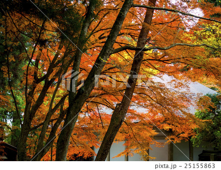世界遺産 平泉 中尊寺の紅葉 世界遺産 平泉 中尊寺の紅葉 25155863