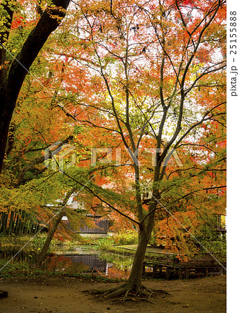 世界遺産 平泉 中尊寺の紅葉 世界遺産 平泉 中尊寺の紅葉 25155888