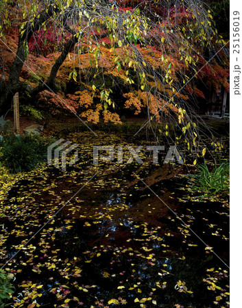 世界遺産 平泉 中尊寺の紅葉 世界遺産 平泉 中尊寺の紅葉 25156019