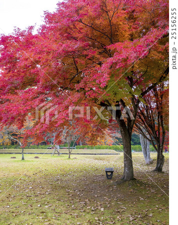 世界遺産　平泉　観自在王院跡　紅葉 25156255