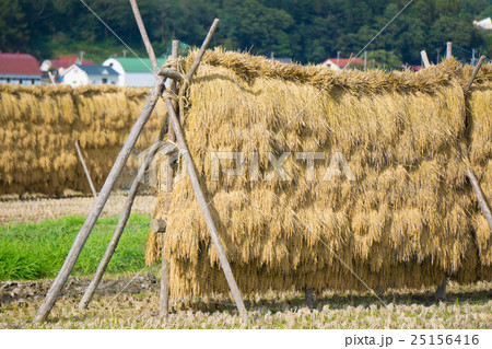 米の収穫 25156416