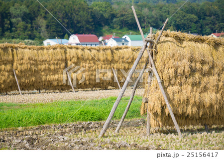 米の収穫 米の収穫 25156417