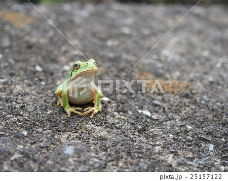 雨蛙 かわいい 表情 見上げるの写真素材