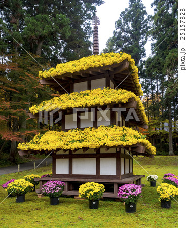 中尊寺菊まつり　菊三重塔 25157323