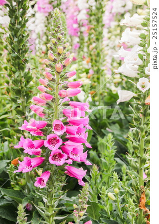 Bell-shaped foxgloves, flower. 25157524