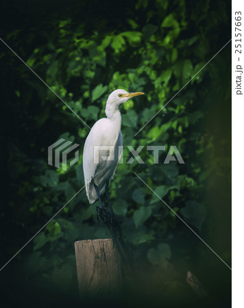 Image of egret on tree branch. in forest,  25157663