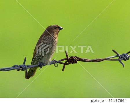Image of a ricebird perched on the barb. 25157664