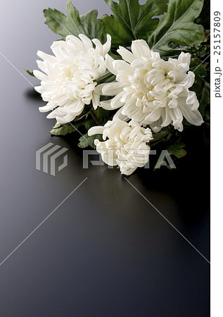 菊 菊 25157809