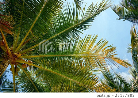 branches of coconut palms under blue sky 25157885