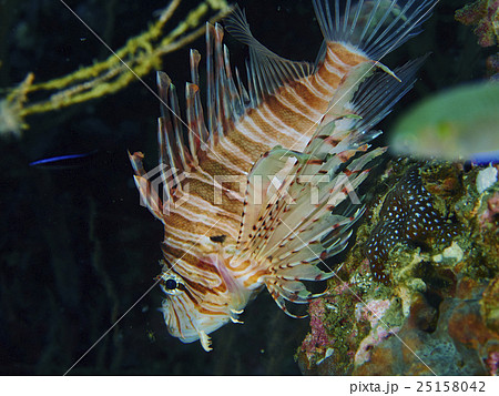 Underwater Underwater 25158042