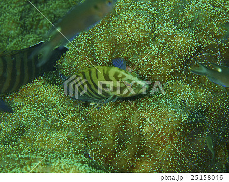 Underwater 25158046