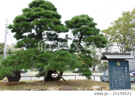 家康公 鎧掛松 家康公 鎧掛松 25158521