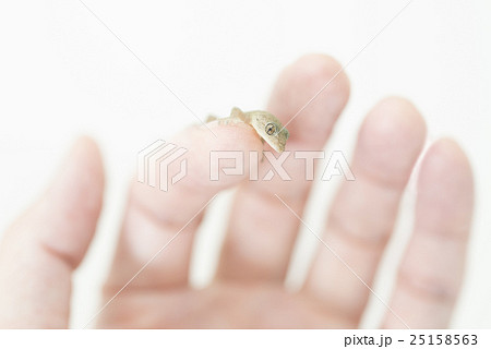 人差し指の上のヤモリのこども 25158563