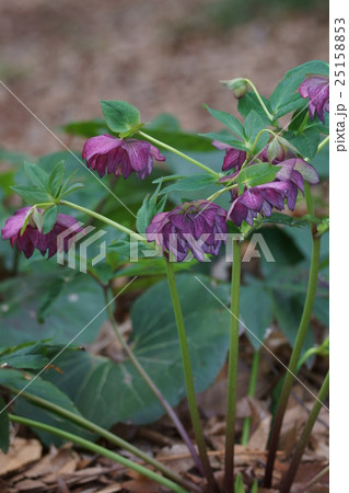 クリスマスローズ 花言葉は「追憶」 クリスマスローズ 花言葉は「追憶」 25158853