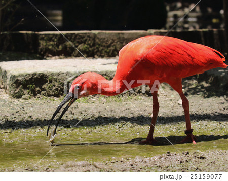 ショウジョウトキ ショウジョウトキ 25159077