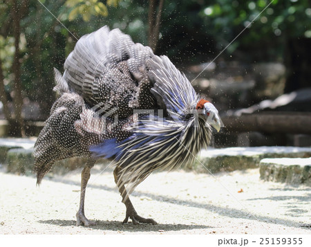 フサホロホロチョウ 25159355