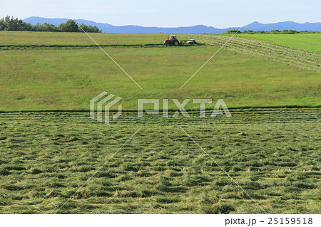 牧草畑の刈り込みと乾燥、農村風景 25159518