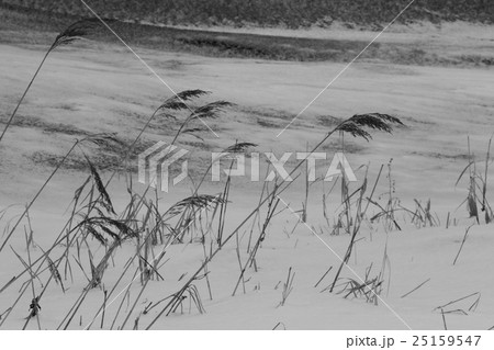 砂と雪と枯れ葦の自然風景と背景素材、雪景色 25159547