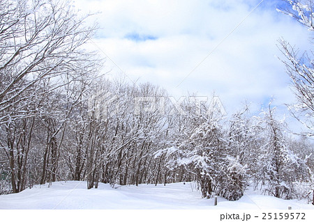 晴れた日の冬の雑木林の風景と背景素材の写真素材